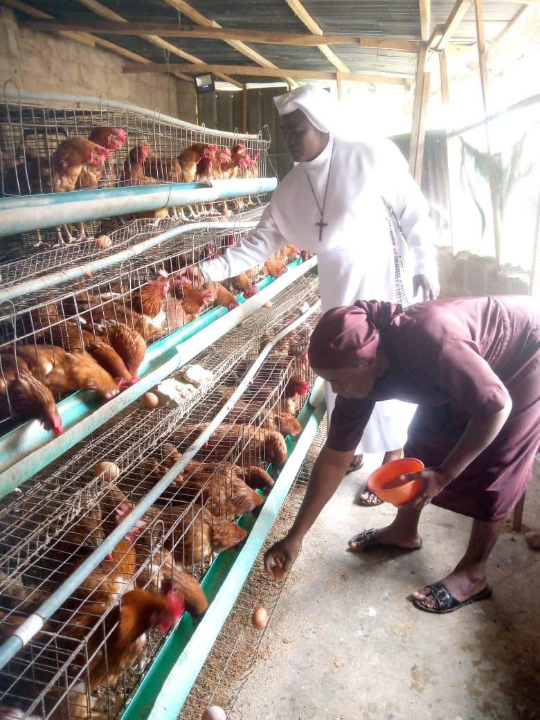 Two people feeding chickens in a poultry farm with cage layers.