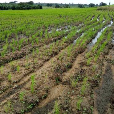 A flooded agricultural field with young crops struggling in waterlogged soil.
