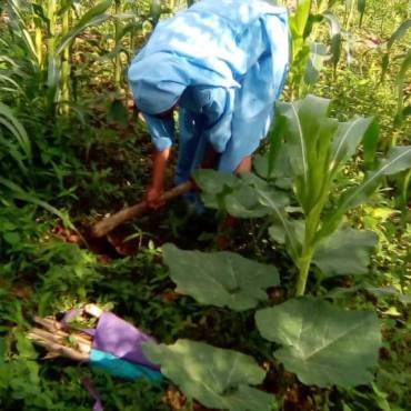 Person working in a green garden with various plants and corn stalks.