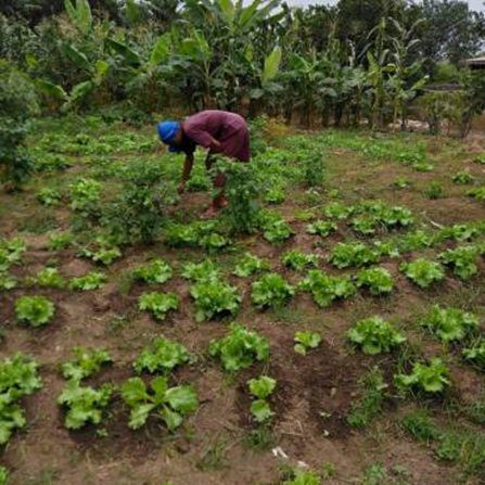 Person tending to leafy greens in a lush garden.