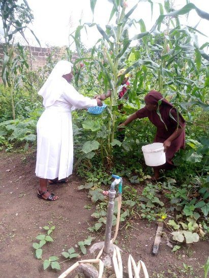 Two women harvesting crops in a lush green farm.