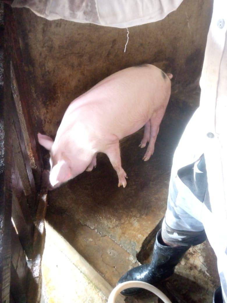 A pink pig standing in a small pen with a concrete floor.