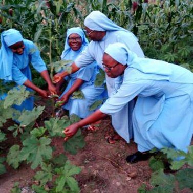 Nuns in blue habits tending to plants in a garden.